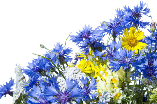 Sommerblumen #15