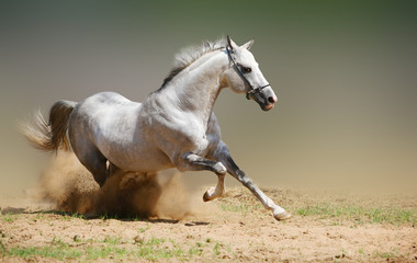 silver-white stallion in dust