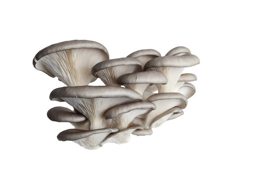 bunch of mushrooms