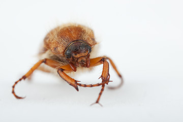 Junikäfer Amphimallon solstitiale