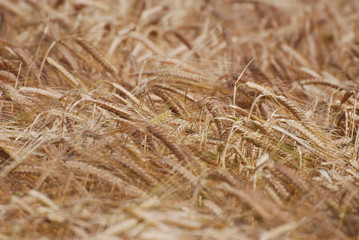 Crop close up