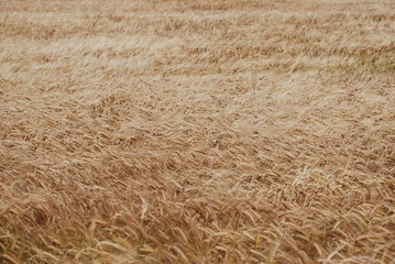 Field blowing in the wind