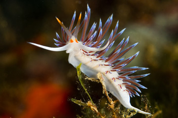nudibranch in mediterranean sea