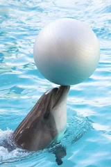 Fotobehang dolfijn met bal © phant