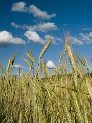 Obraz premium Field of wheat
