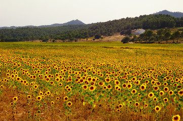 Sunflowers field and farmhouse