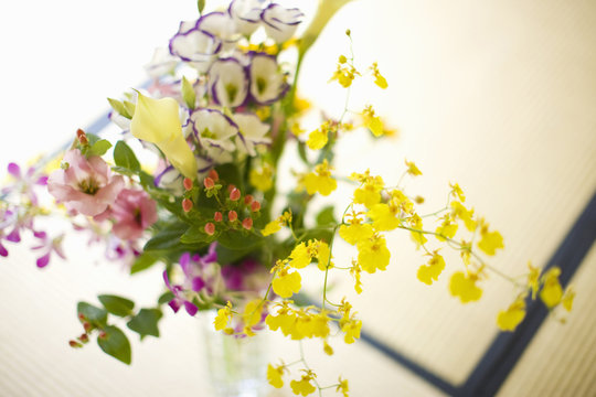 86 Best 弟切草 Images Stock Photos Vectors Adobe Stock