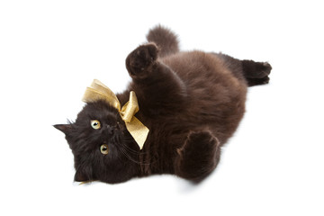 Fototapeta premium black cat wearing golden bow isolated