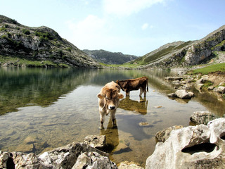 Parque Nacional Picos da Europa