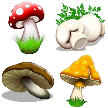 Fungo-Mushroom-Champignon