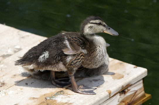 Small lovely duckling in Vienna`s park