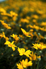 yellow flowers