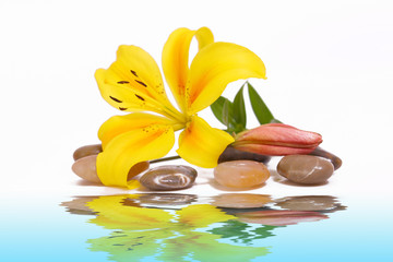 wasser,lilie © Swetlana Wall