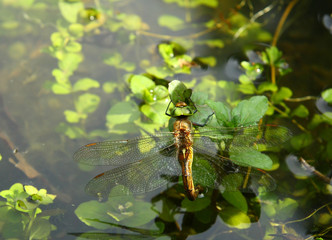 Dragon-fly is laying eggs