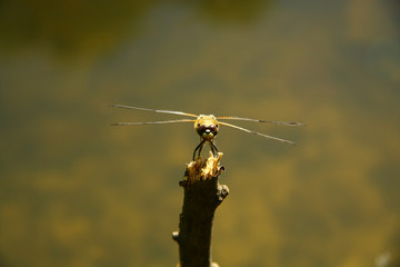 Front view on the dragon-fly