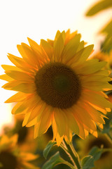 Obraz premium girasole