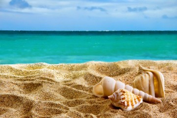 Fototapeta na wymiar Sea shells on a sandy beach