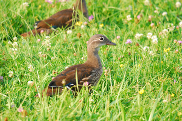 Enten Familie