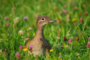 Ente am Abend