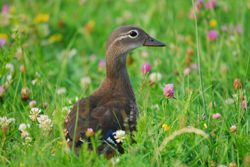 Ente am Abend