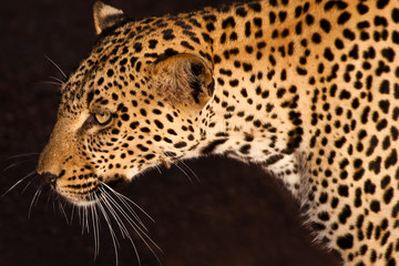 Leopard, smallest cat of the savanna