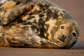 Female grey seal rests at Donna Nook