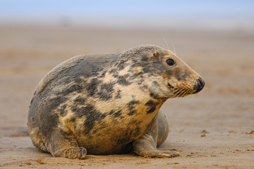 Feamle Grey Seal at Donna Nook