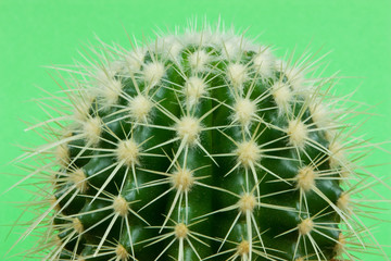 Detail of cactus