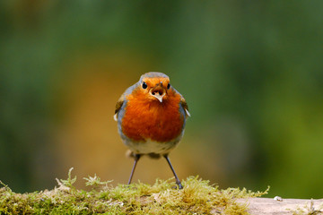 Robin singing on a mossy log