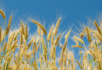 Fototapeta premium Wheat field and blue sky
