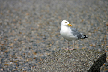 goéland