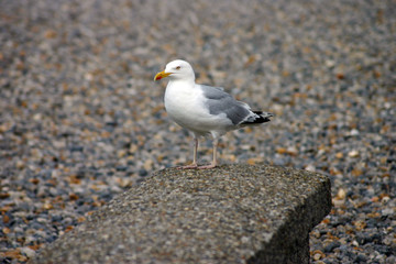goéland