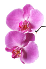 Naklejka na ściany i meble Pink Orchid