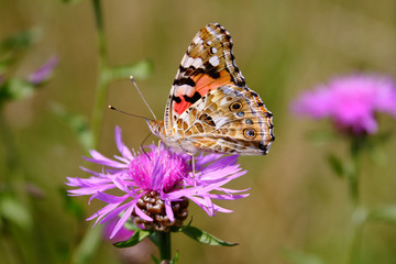 Monarch butterfly