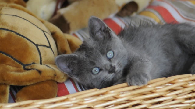 gatto
