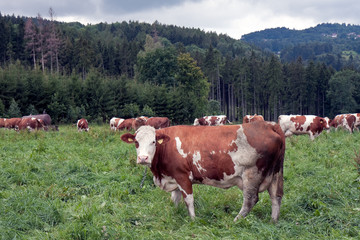 Fototapeta na wymiar Grazing cows