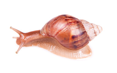 Snail isolated on white background....