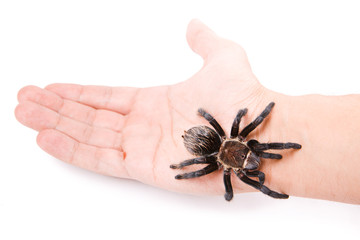 Spider on the hand isolated on white background.