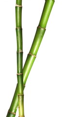 Naklejka premium Lucky bamboo stems in isolated white background