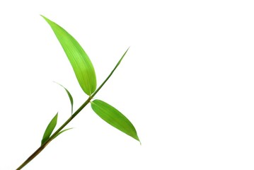 Isolated bamboo leaf with white background