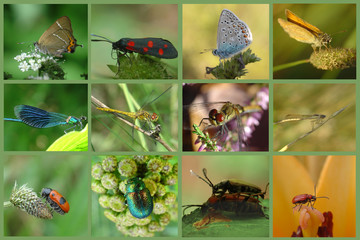 macro-insects © Argiz