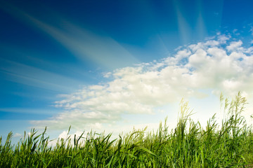 Fototapeta premium sun over green grass