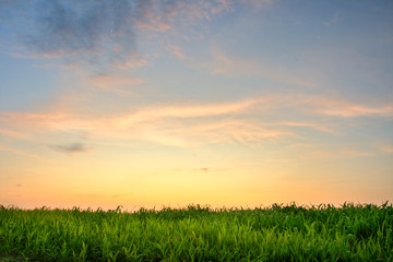 Fototapeta premium sunset above the grass