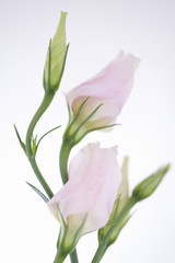 トルコキキョウ