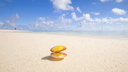 Seashell on tropical beach