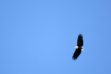 Bald Eagle - Serengeti Safari, Tanzania, Africa