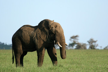 Naklejka na ściany i meble African Elephant, Tanzania, Afryka