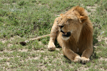 Fototapeta na wymiar Lion - Serengeti Safari, Tanzania, Afryka