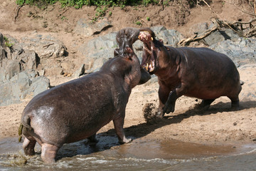 Fototapeta na wymiar Hippos walkami w Afryce