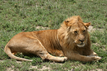 Male Lion - Serengeti Safari, Tanzania, Africa